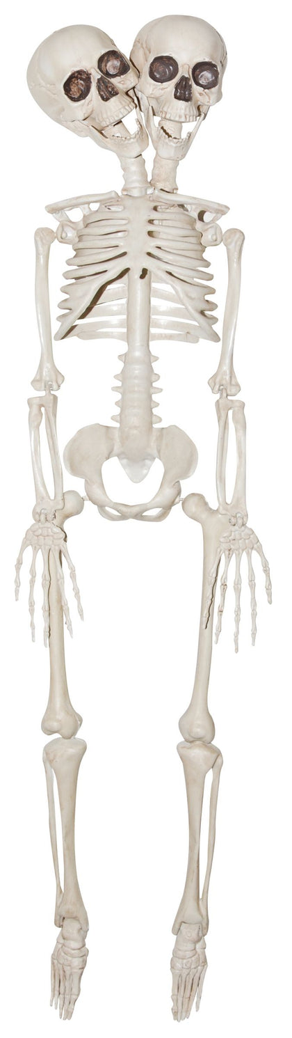 20in 2-Headed Skeleton