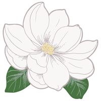 White flower with green leaves on a white background