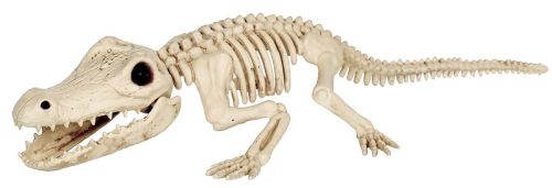 Crocodile Skeleton 34.5