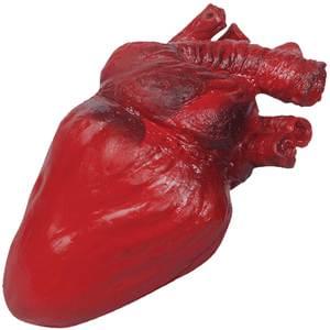 Red anatomical model of a heart on a white background