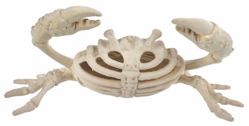Mini Skeleton Crab 5.75"x3.5x2.25