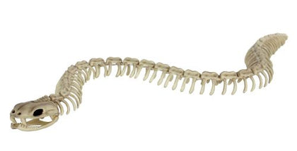 Skeleton Snake 36