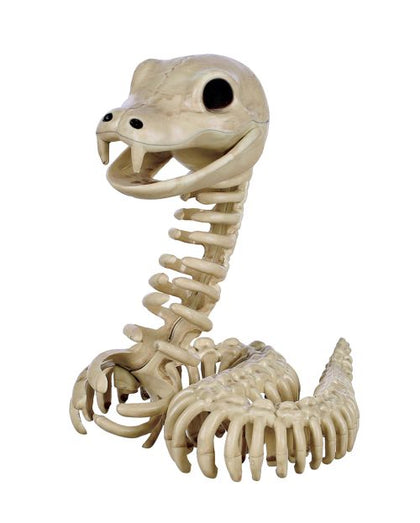 Snake skeleton model on a white background