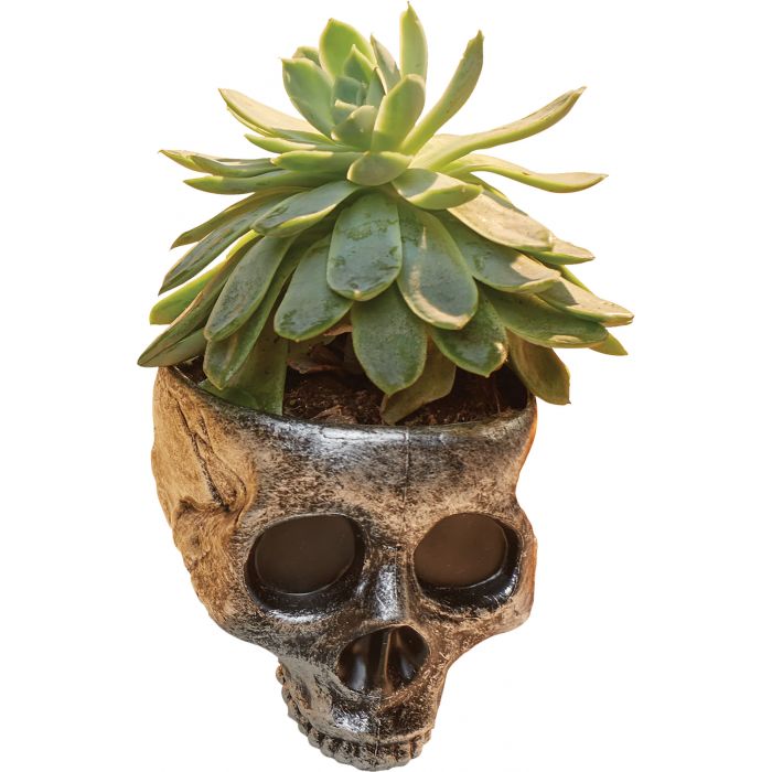 Mini Skull Planter/Bowl