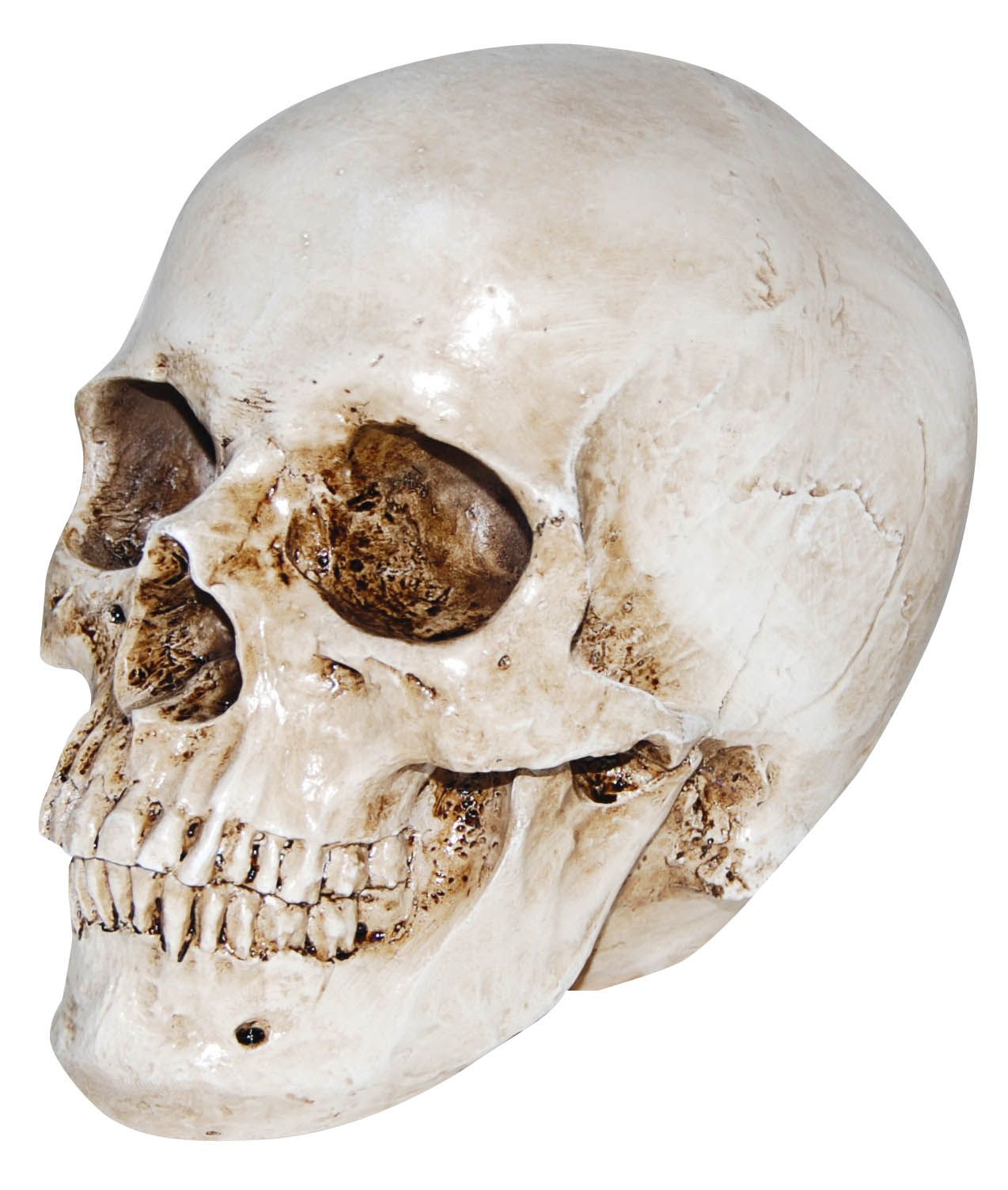 Realistic Resin Skull | Halloween