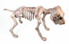 Skeleton Bone Dog