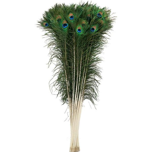 Peacock Feather - Zucker Feather Co. (P35N)