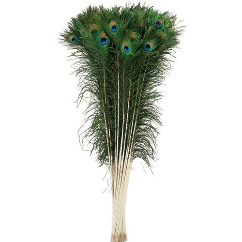Peacock Feather - Zucker Feather Co. (P35N)