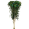 Peacock Feather - Zucker Feather Co. (P35N)
