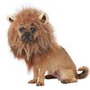 Lion Mane Pet