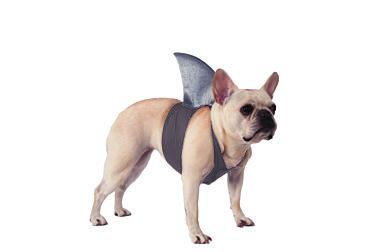 dog shark fin