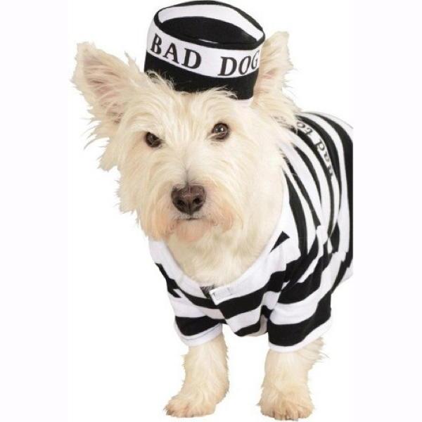 Bad Dog Striped Jail Time