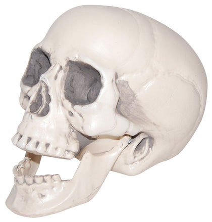 Plastic Realistic Skull | Halloween