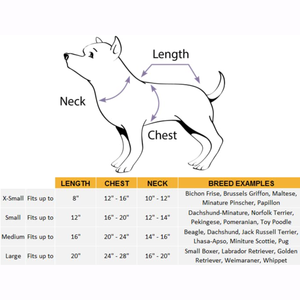 Teddy Bear | Pet (Clearance)