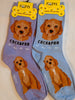 Cockapoo Canine | Socks