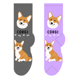 Corgi Canine | Socks