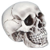 Foam Realistic Skull | Halloween