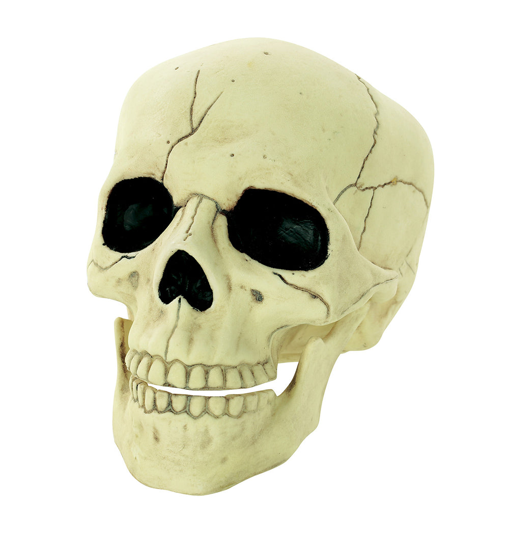 Glow In the Dark Skull | Halloween