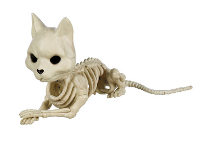cat skeleton