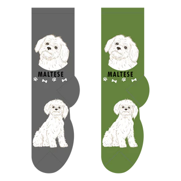 Maltese Canine | Socks