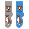 Pit Bull Canine | Socks