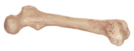 skeleton bone