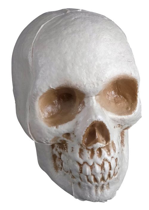 Plastic Skull | Halloween