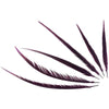 purple pheasant feathers