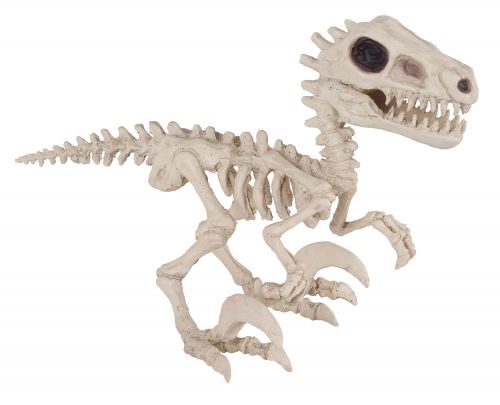 dinosaur skeleton