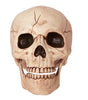 6in Skull  With Movable Jaw