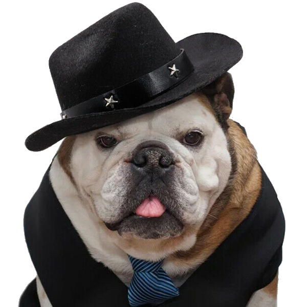 pet costume