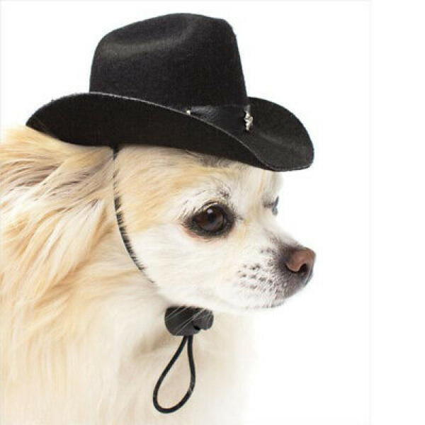 dog cowboy hat