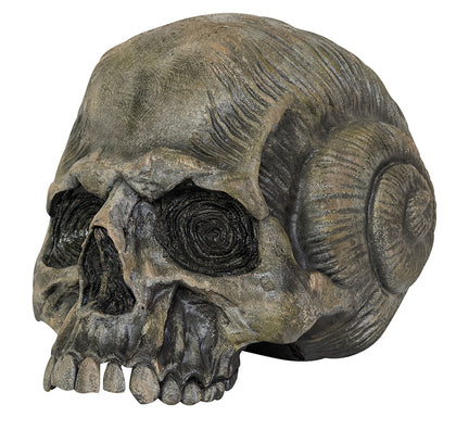 shell skull