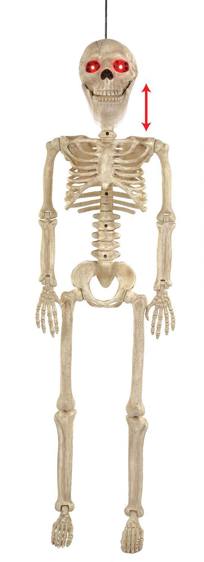 36in skeleton