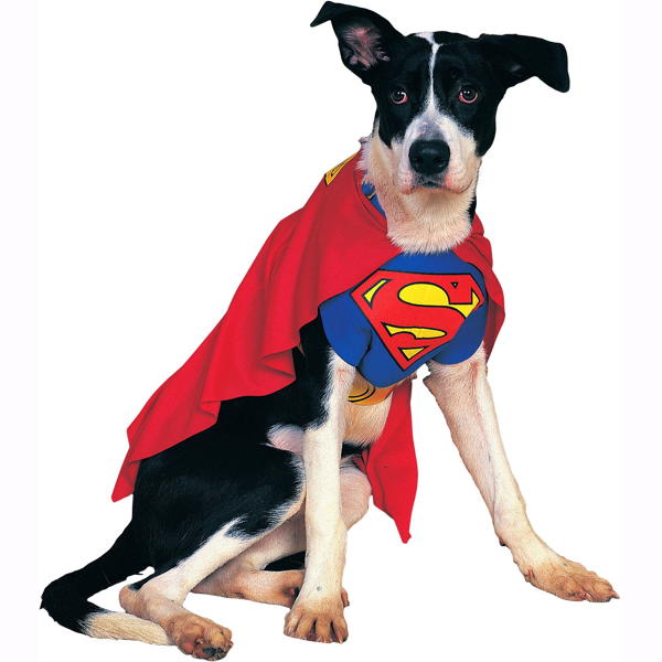 Classic Superman | Pet (Clearance)