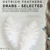 Ostrich Drabs Feathers - Zucker Feather Co. (OP15)