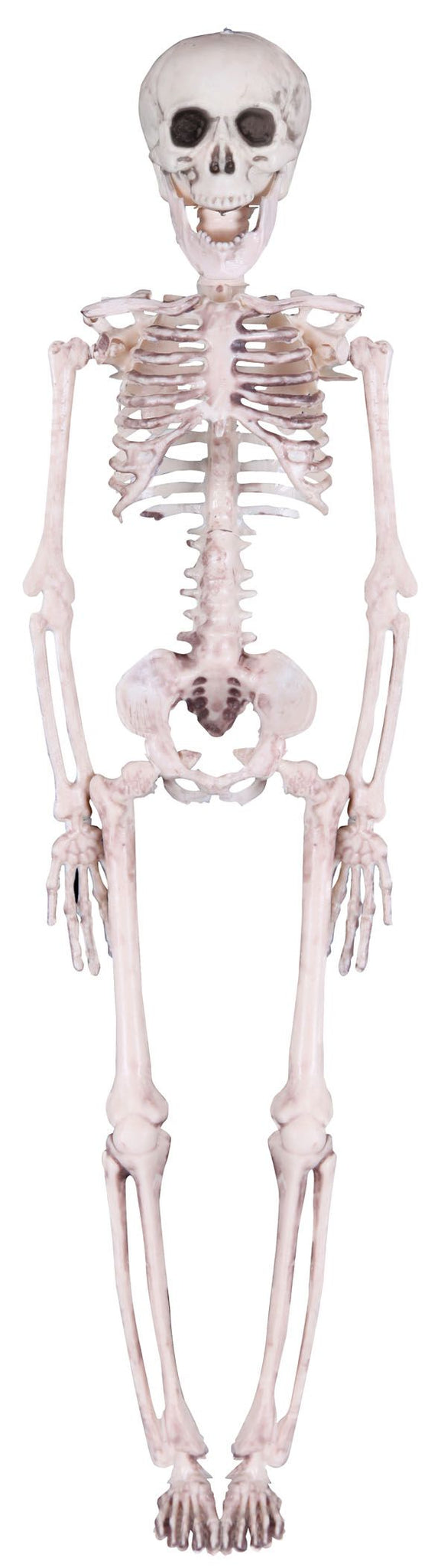 16in Realistic Plastic Skeleton